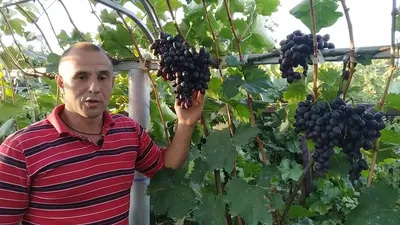 Виноград \"Хаджи Мурат\". Сезон 2020 (Grapes \"Hadji Murat\". Season 2020) -  YouTube