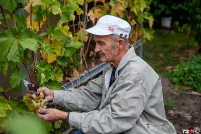 Тюменец выращивает виноград, Александр Макаров выращивает больше 30 сортов  винограда, тюменский виноградарь Александр Макаров - 9 октября 2021 - 72.ru