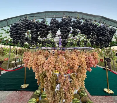 В Сурхандарьинской области (Узбекистан) впервые прошел фестиваль винограда  (фоторепортаж) • EastFruit