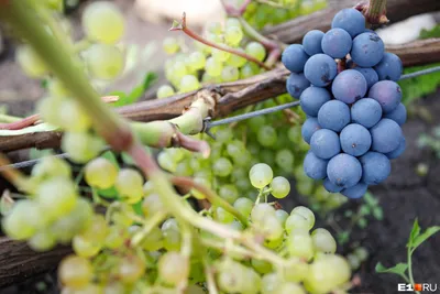 Как на Урале выращивают виноград, из которого делают вино (и компоты) - 16  августа 2021 - e1.ru