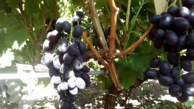 Виноград Мерседес: описание сорта, выращивание, фото, видео, отзывы