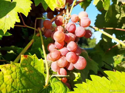 Виноград - «Наше семейное хобби - маленький виноградник...из 28 кустов.  Технические, столовые сорта и солнечные фото. » | отзывы