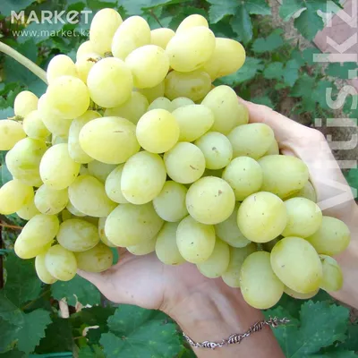 Саженцы и черенки винограда: №108212078 — садовые растения в Алматы — Маркет
