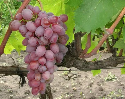 ᐉ Купить саженцы розового винограда в Крыму • Каталог саженцев винограда |  Садовый край