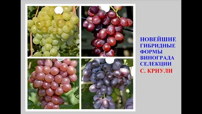 Виноград Ирис | описание сорта - фото - купить саженцы – Саженец.com.ua