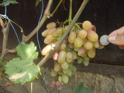 Блог про виноград Киушкина Николая: Поездка по виноградникам 2012(Пысанка)