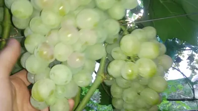 Подробное описание сорта винограда \"Памяти хирурга\" с фото