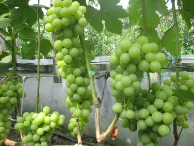 Саженцы винограда Прима Украины (привитые), цена 100 грн — Prom.ua  (ID#439703868)