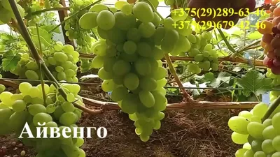 Видео | vinogradinka.by