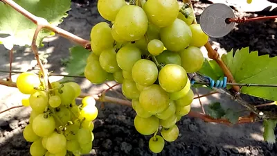Виноград прима украины фото