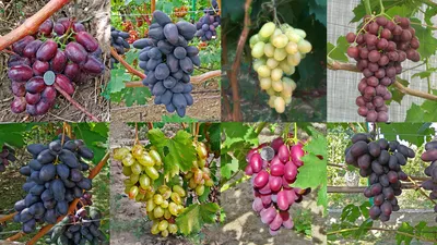 Блог Владимира Исаенко о винограде и саде на даче: Какой виноград посадить?  Выбор сорта винограда?