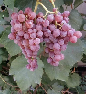 Рилайнс Пинк сидлис - описание сорта винограда. - vinogradnik.com.kg