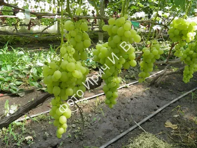 Виноградник Ирич И.В. - качественные саженцы винограда