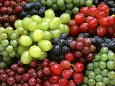 Сорта винограда – самые интересные виды винограда для разных целей |  Столичный информационный портал