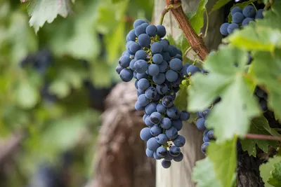 Винограда с каждым годом выращивается в Беларуси все больше. Это тоже  импортозамещение