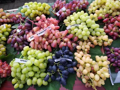 День винограда состоялся сегодня в агрогородке Самохваловичи Минского  района - Журнал Хозяин