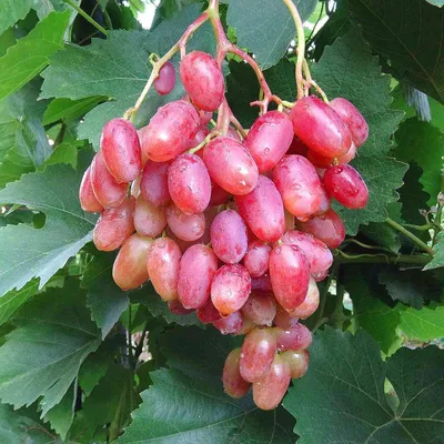 Саженец винограда сорт Юбилей Новочеркасска - купить по лучшей цене в  Одессе от компании \"💙АГРОЛИНИЯ™💛\" - 86065694