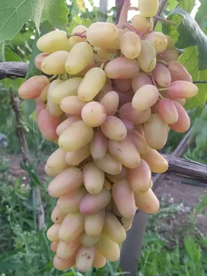 Как вырастить виноград.