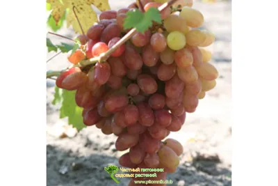 Саженцы винограда сорт Юбилей Новочеркасска