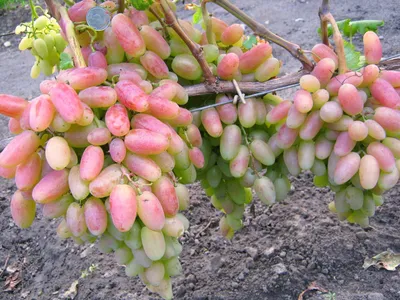 виноград сорта Юбилей Новочеркасска