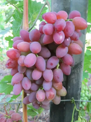 Купить саженцы винограда по цене от 450 руб / шт от производителя в  Заокских Питомниках