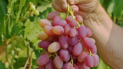 Grapes Jubilee Novocherkassk - YouTube