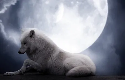 Обои белый, ночь, фон, фантастика, луна, волк, красота, волчица картинки на  рабочий стол, раздел животные - скачать