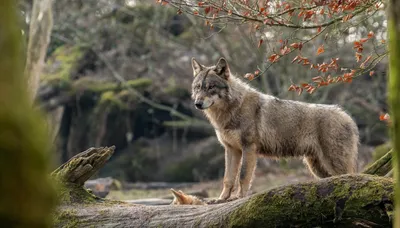 Серая волчица с волчонком стоит на покрытом мхом дереве - обои для рабочего  стола, картинки, фото