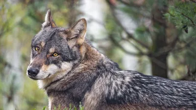 Обои волчица, волк, хищник, дикая природа, трава картинки на рабочий стол,  фото скачать бесплатно