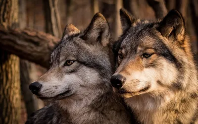 Скачать обои и картинки волки, пара, семья, волк, волчица для рабочего  стола в разрешении 1680x1050