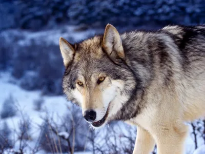 Волчица обои для рабочего стола, картинки Волчица, фотографии Волчица, фото  Волчица скачать бесплатно | FreeOboi.Ru