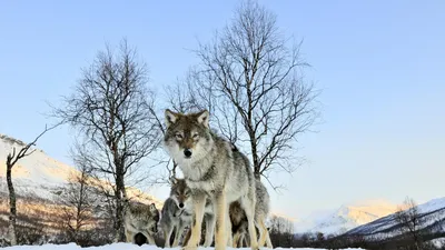 Волчица защищает своих волчат Обои для рабочего стола 1920x1080