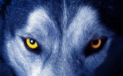 Создать мем \"wolf eyes, blue wolf, глаза волчицы\" - Картинки -  Meme-arsenal.com