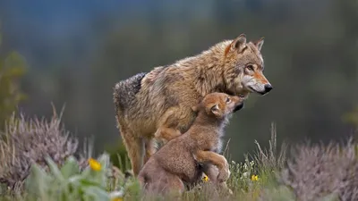 Обои на монитор | Животные | природа, трава, животные, хищники, волчица