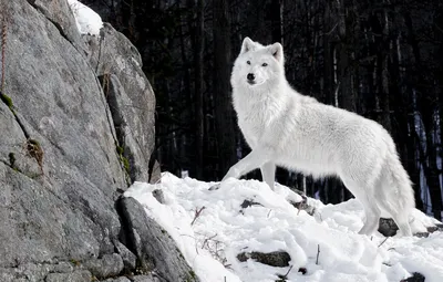 Обои зима, лес, белый, снег, природа, камни, волк, хищник, волчица картинки  на рабочий стол, раздел животные - скачать