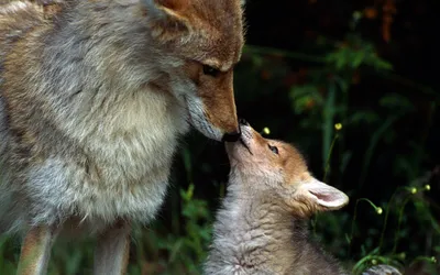 В лесу стая волков , где волчица с волченком нежно обнюхивают друг друга |  Обои для телефона
