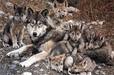 Обои волчица, волчата, семья на рабочий стол