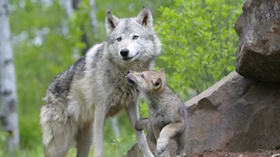 Скачать обои лес, семья, волки, волк, волчица разрешение 1920x1080 #14845