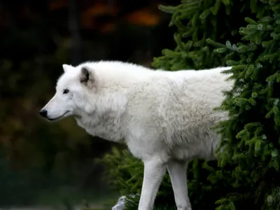 Белая волчица | Обои для рабочего стола