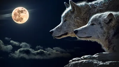 Обои на монитор | Животные | волк, волчица