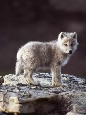 Волчонок животное фото