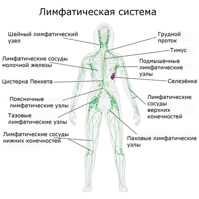 Рак лимфоузлов: Первые симптомы и прогноз с метастазами