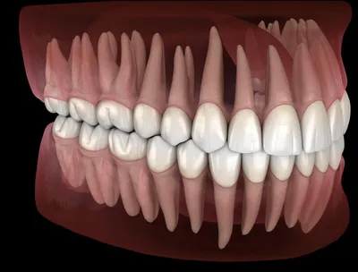 Типы и функции зубов — Стоматология «Доктор НеболитЪ»