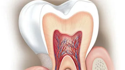 Дентин зуба: что это такое, строение и функции, лечение глубокого кариеса и  восстановление, искусственный дентин, дентин-герметизирующий ликвид