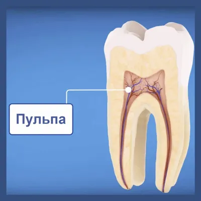 Пульпа зуба — особенности и строение — Стоматология «Доктор НеболитЪ»