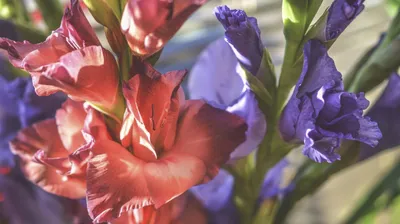 Гладиолус: цветы из луковиц, луковицы из-под цветов | Блог GreenMarket -  Вдохновляем, Увлекаем, Обучаем