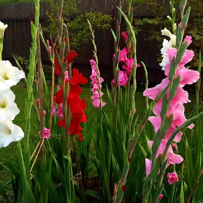 Когда цветет Гладиолус: уход в период цветения, как выглядят цветки разных  сортов