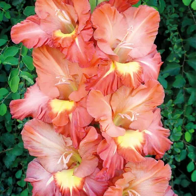Гладиолус крупноцветковый «Десизио»
