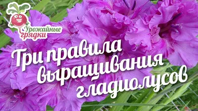 Три правила выращивания гладиолусов #urozhainye_gryadki - YouTube