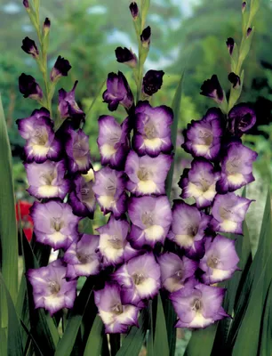 Гладиолус - 66 фото основных видов требовательного к почве цветка